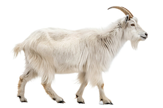goat, milk goat, goats for sale, goats for sale near me, cashmere goat, pygmy goats for sale, goat horns, mini goats for sale, boer goat, goat carts, pygmy goats, pygmy goats for sale near me, mini 