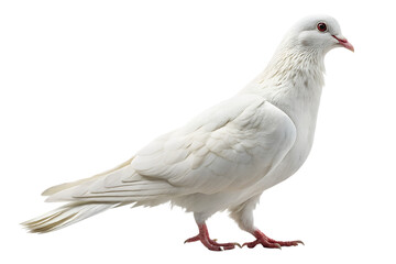 white dove, benjamin moore white dove, bm white dove, ben moore white dove, benjamin moore white dive, benjamin moore's white dove, dove white by benjamin moore, white dove painting, white dove white