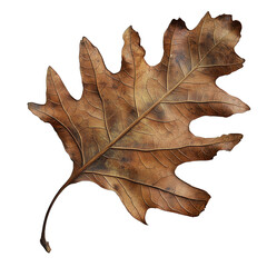 Naklejka premium Dried oak leaf with intricate vein patterns on a white background - copy space