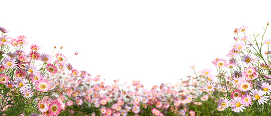 Blossoms pink flowery blooms gardening isolate on transparent backgrounds 3d illustrations png