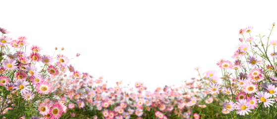 Blossoms pink flowery blooms gardening isolate on transparent backgrounds 3d illustrations png