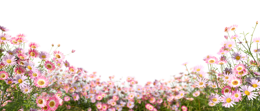 Blossoms pink flowery blooms gardening isolate on transparent backgrounds 3d illustrations png
