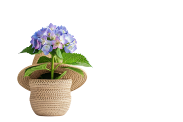 Vibrant blue hydrangeas bloom in a charming straw pot against a neutral backdrop