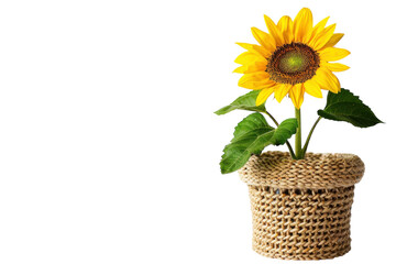 Obraz premium A cheerful sunflower blooms in a woven basket pot, bringing warmth to a minimalist setting