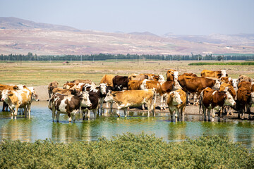 Obraz premium Cows Cooling Off by the Water on a Hot Day