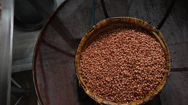 Nuts are being kept in a container after roasting in the factory.