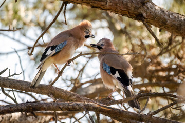 Couple of Eurasian jay (Garrulus glandarius) perched on a branch in spring time. Mating season. Beautiful and colorful passerine bird in the crow family Corvidae.	