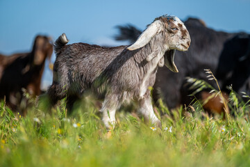 Baby Goat Grazing on Fertile Farmland