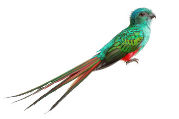 A stunning quetzal bird rests elegantly, displaying its vivid turquoise and green plumage