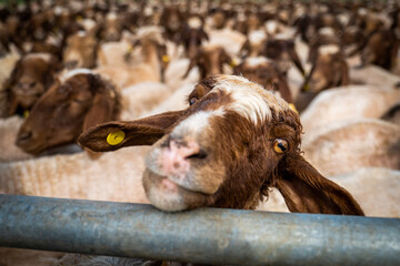 Sheared and Washed Sheep, Ceylanpinar, Sanliurfa, Turkey
