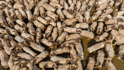 Aerial View of Sheared and Washed Sheep, Ceylanpinar, Sanliurfa, Turkey