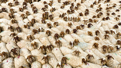 Aerial View of Woolly Sheep, Ceylanpinar, Sanliurfa, Turkey