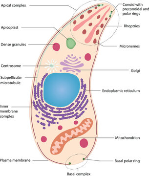 illustration of toxoplasma gondii anatomy diagram