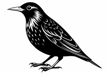 european starling line art silhouette vector illustration