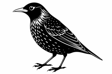 european starling line art silhouette vector illustration
