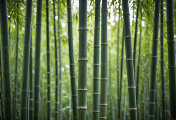 Obraz premium Dense bamboo forest with tall green stalks