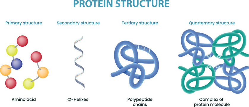 illustration of protein structure diagram