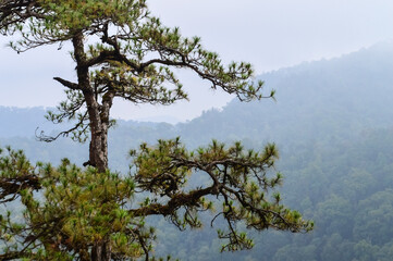 Pine Trees in the Forest with Green Leaves in the Forest at Doi Langka Noi, Khun Chae National Park Northern Thailand.
