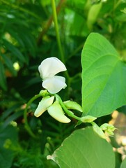Fototapeta premium Beautiful close-up view of blooming fresh white colour lathyrus latifolius, cape sweet pea, green or jack bean flower stem plant with bud at the behind home area. Isolated on blurry greeny background.