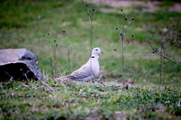 Collared dove (Streptopelia decaocto) is on the meadow. Collared dove is looking for food among the grass. No people, nobody. Ornithology. 