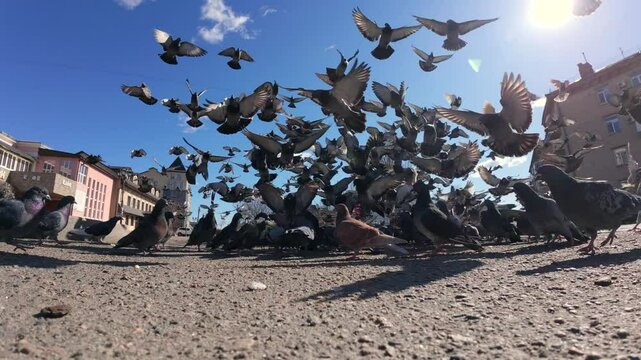 pigeons in the city square flock to the food