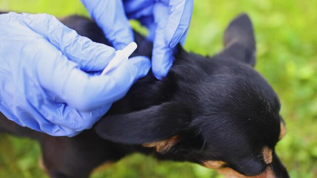 Veterinarian specialist holding small black dog and applying drops at withers, medicine vaccination from parasites, ticks, worms and fleas, vet treatment, dog treated with parasite remedy protection