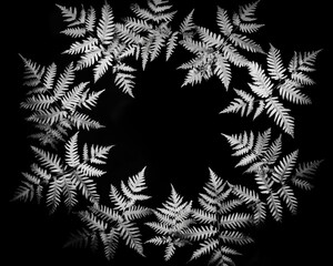 Silhouette of Radiating Ferns on Black Background