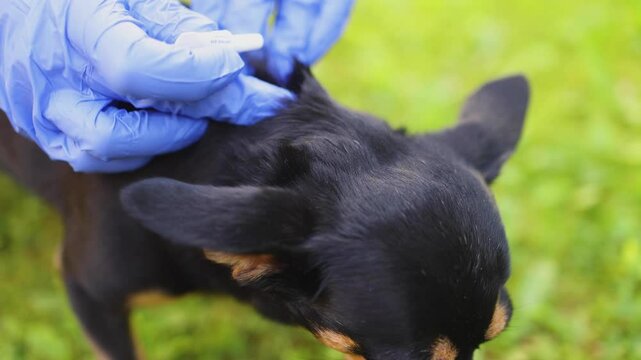 Veterinarian specialist holding small black dog and applying drops at withers, medicine vaccination from parasites, ticks, worms and fleas, vet treatment, dog treated with parasite remedy protection