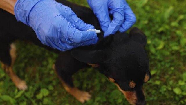 Veterinarian specialist holding small black dog and applying drops at withers, medicine vaccination from parasites, ticks, worms and fleas, vet treatment, dog treated with parasite remedy protection