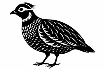 northern bobwhite line art silhouette vector illustration