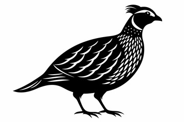 northern bobwhite line art silhouette vector illustration