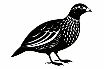 northern bobwhite line art silhouette vector illustration
