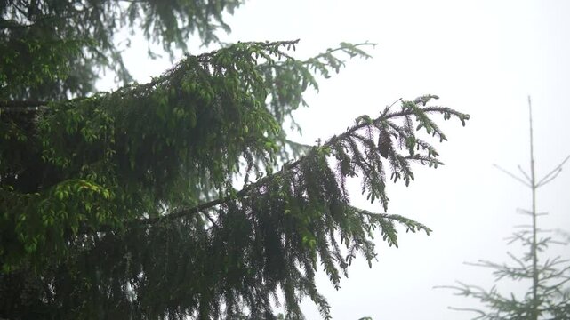 Spruce branch with young cones waves in the wind in foggy forest middle shot