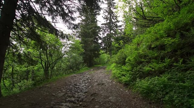 Walking in the mountain forest first person view with stony trail and green plants and trees at cloudy summer day