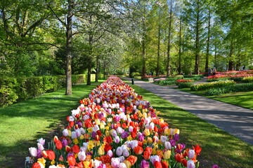 Keukenhof gardens blooming spring flowers. Colorful tulips growing at flowerbed.