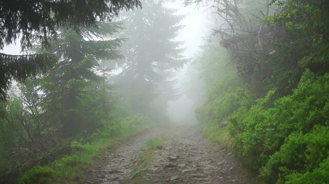 Deep fog in a green forest with stony trail and dolly camera move