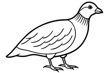 quail line art silhouette vector illustration
