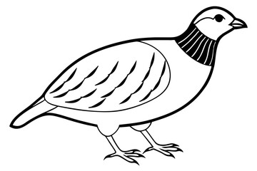 quail line art silhouette vector illustration