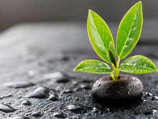 Resilient Sprout Rising From Stone After Rain New Beginnings Fresh Hope and Growth Metaphor