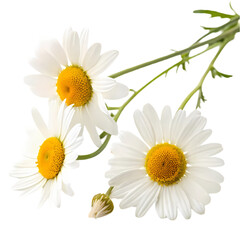 Fototapeta premium Chamomile Flowers: Nature's Serenity