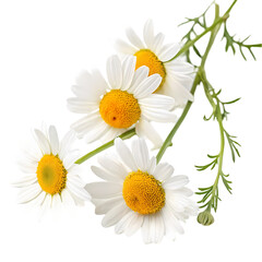 Fototapeta premium Chamomile Flowers: Herbal Tea, Medicinal Plant