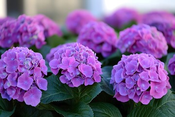 Lush Purple Hydrangeas Blooming in Garden