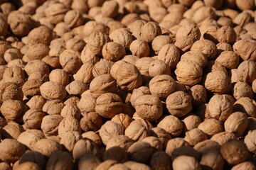 Sun-Dried Walnuts Spread Across the Ground