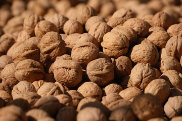 Sun-Dried Walnuts Spread Across the Ground