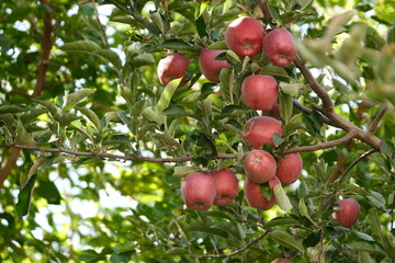 Apples Growing on the Tree