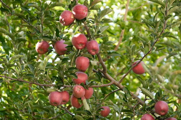 Apples Growing on the Tree