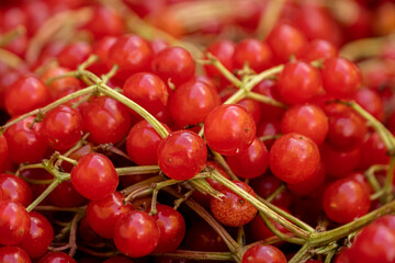 Freshly Picked Highbush Cranberries Gemerek, Sivas, Turkey
