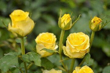 colorful blooming roses in the garden