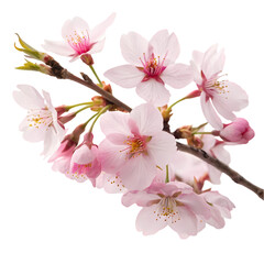Naklejka premium Pink Cherry Blossoms: Spring Flowers Image