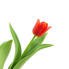 Fototapeta premium Red Tulip icon